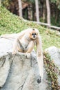 Portrait of White Handed Gibbon Royalty Free Stock Photo