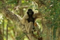 Portrait of white-handed gibbon Royalty Free Stock Photo