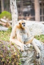 Portrait of White Handed Gibbon Royalty Free Stock Photo