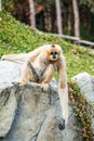 Portrait of White Handed Gibbon Royalty Free Stock Photo