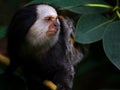 Portrait of a White-headed Marmoset