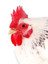 Portrait of white hen Royalty Free Stock Photo