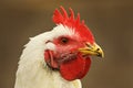 Portrait of white hen on out of focus background Royalty Free Stock Photo