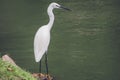 Portrait of A white heron bird stands next the pond