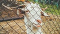 Portrait of a white horned sad goat who is locked up in jail in his zoo in Russia