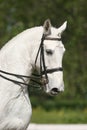 Portrait of white horse