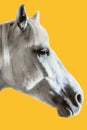 Cutout of white horse against isolated yellow background Royalty Free Stock Photo