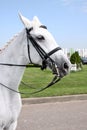 Portrait white horse on background of the city Royalty Free Stock Photo