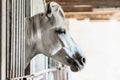 Portrait of a white horse on barn Royalty Free Stock Photo