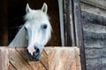 Portrait of a white horse on barn Royalty Free Stock Photo