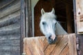 Portrait of a white horse on barn Royalty Free Stock Photo