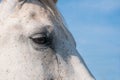 Portrait of a white horse with blue sky background. Close up shot of eye. Royalty Free Stock Photo