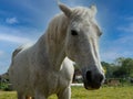 Portrait of a white horse close up, blue sky Royalty Free Stock Photo