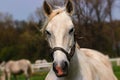 Portrait white horse Royalty Free Stock Photo