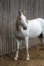 Portrait of a white horse in front of the rustic wood wall of an old barn Royalty Free Stock Photo