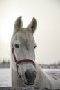 Portrait of white horse at frozen winter day in paddock Royalty Free Stock Photo