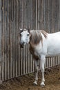 Portrait of a white horse with funny expression in front of the rustic wood wall of an old barn Royalty Free Stock Photo