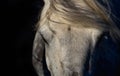 Portrait of white horse head  on black background Royalty Free Stock Photo