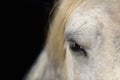 Portrait of white horse head, eye  on black background Royalty Free Stock Photo