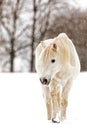 Male white portrait horse lightly snowing in snowy landscape Royalty Free Stock Photo
