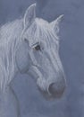 Portrait of a grey horse of the Percheron breed