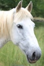 Portrait of a white horse Royalty Free Stock Photo