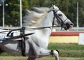 Portrait of a white horse trotter breed in motion on hippodrome.