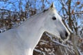 Portrait of white horse in winter Royalty Free Stock Photo