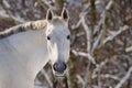 Portrait of white horse in winter Royalty Free Stock Photo