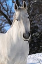 Portrait of white horse in winter Royalty Free Stock Photo