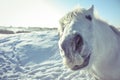 Funny white horse looking at the camera Royalty Free Stock Photo