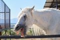 Portrait of a white horse yawning or laughing. Royalty Free Stock Photo