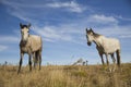 Portrait of white horses against blue sky Royalty Free Stock Photo