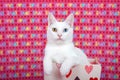 White kitten with heterochromia paws over side of valentine`s box