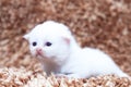 Portrait of white kitten sitting on carpet