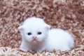 Portrait of white kitten sitting on carpet