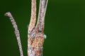 Portrait of White-kneed Stick Insect - Acacus sarawacus