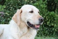 Beautiful portrait of white labrador dog in the garden Royalty Free Stock Photo