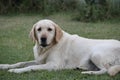 Beautiful portrait of white labrador dog in the garden Royalty Free Stock Photo