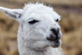 portrait of a white lama