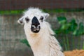 Portrait of a white lama in lamas farm Royalty Free Stock Photo