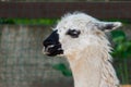 Portrait of a white lama in lamas farm Royalty Free Stock Photo