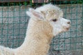 Portrait of a white lama in lamas farm Royalty Free Stock Photo