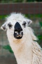 Portrait of a white lama in lamas farm Royalty Free Stock Photo