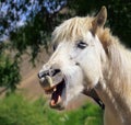 Portrait of white laughing horse in Himalaya