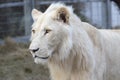 Portrait of the white lion, rare color mutation Royalty Free Stock Photo