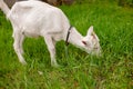 Portrait Of A White Little Goat In The Grass Royalty Free Stock Photo