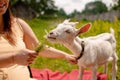 Portrait Of A White Little Goat In The Grass Royalty Free Stock Photo