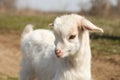 Portrait of a white little goat Royalty Free Stock Photo