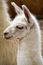 Portrait of white llama Royalty Free Stock Photo